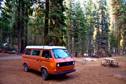 Wesley in a Californian Forest