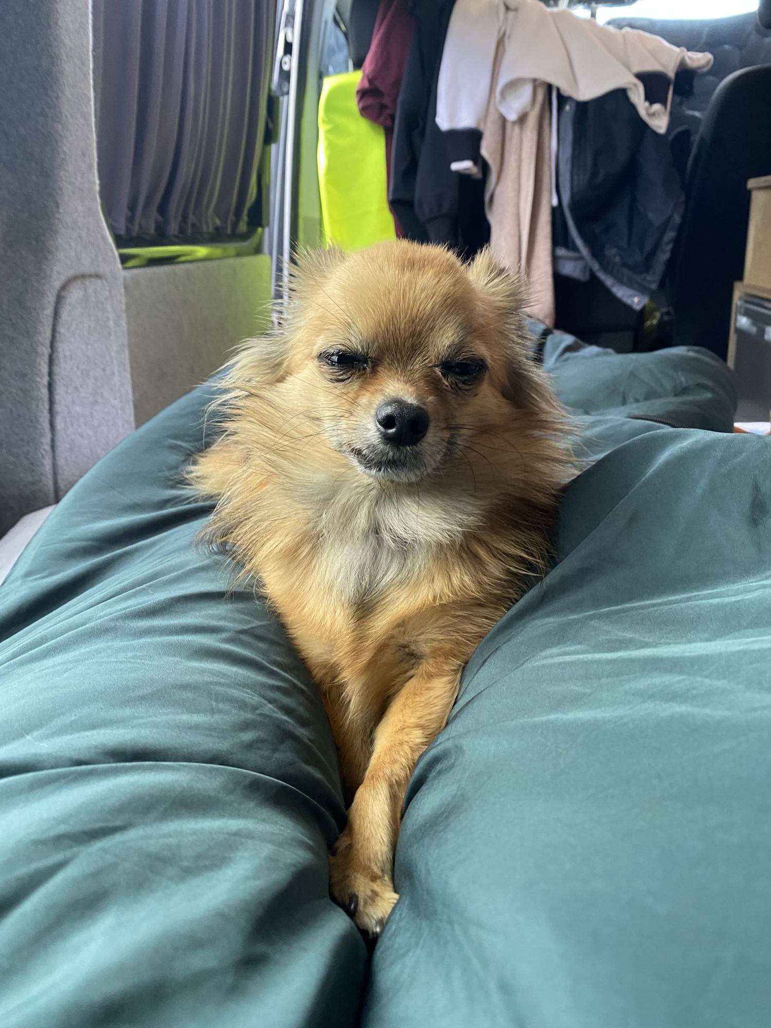 A VW T6 Campervan called CopperLeaf-0824 and Dolly chilling on the bed which is easily pulled out from back seats. Leaving plenty of room in kitc for hire in Market Harborough, Leicestershire