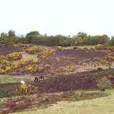 New Forest heath and horses